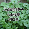 New picking horseshoe gold grass species wholesale lawa seeds grass seed horseshoe tendon is also known as money grass copper coin grass seeds