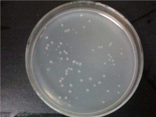 脑心浸出液肉汤