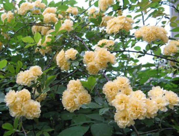 批发甜蜜红木香花苗爬藤植物白黄木香花苗盆栽四季特大花 攀爬浓香 草本植物 园林景观 植物景观 景观装饰网 景观装饰一件采购平台 中国景观装饰网 景观装饰网