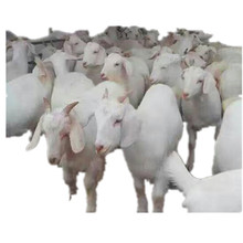 肉羊價格 目前60斤左右肉羊多少錢 改良肉羊養殖場前景