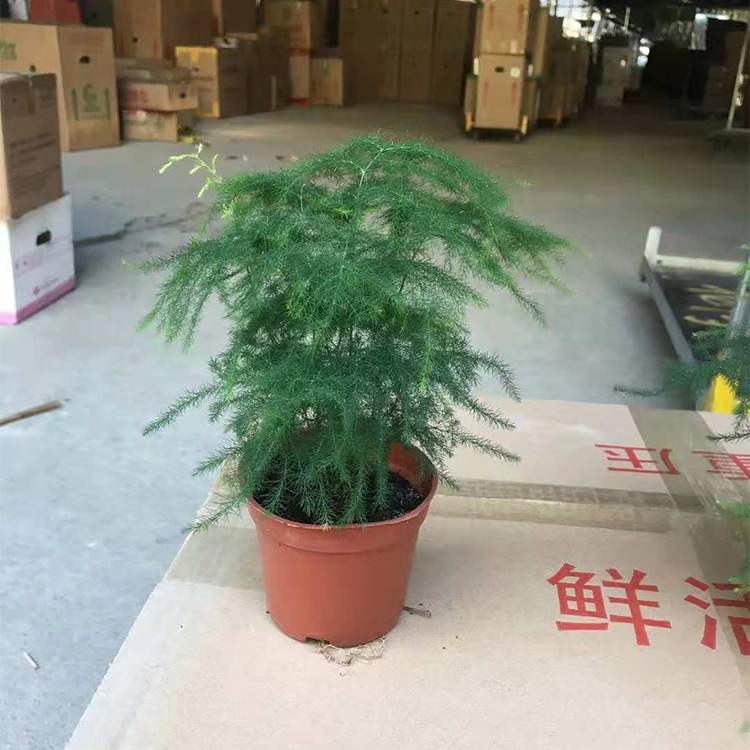 90 Wenzhu 5