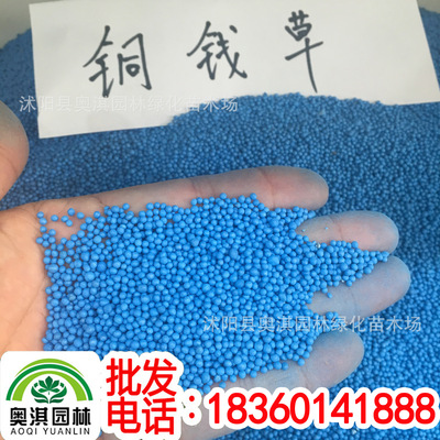 direct deal anion Planting Dedicated seed Radiation protection Potted plant Coins grass seed Pocket money herb