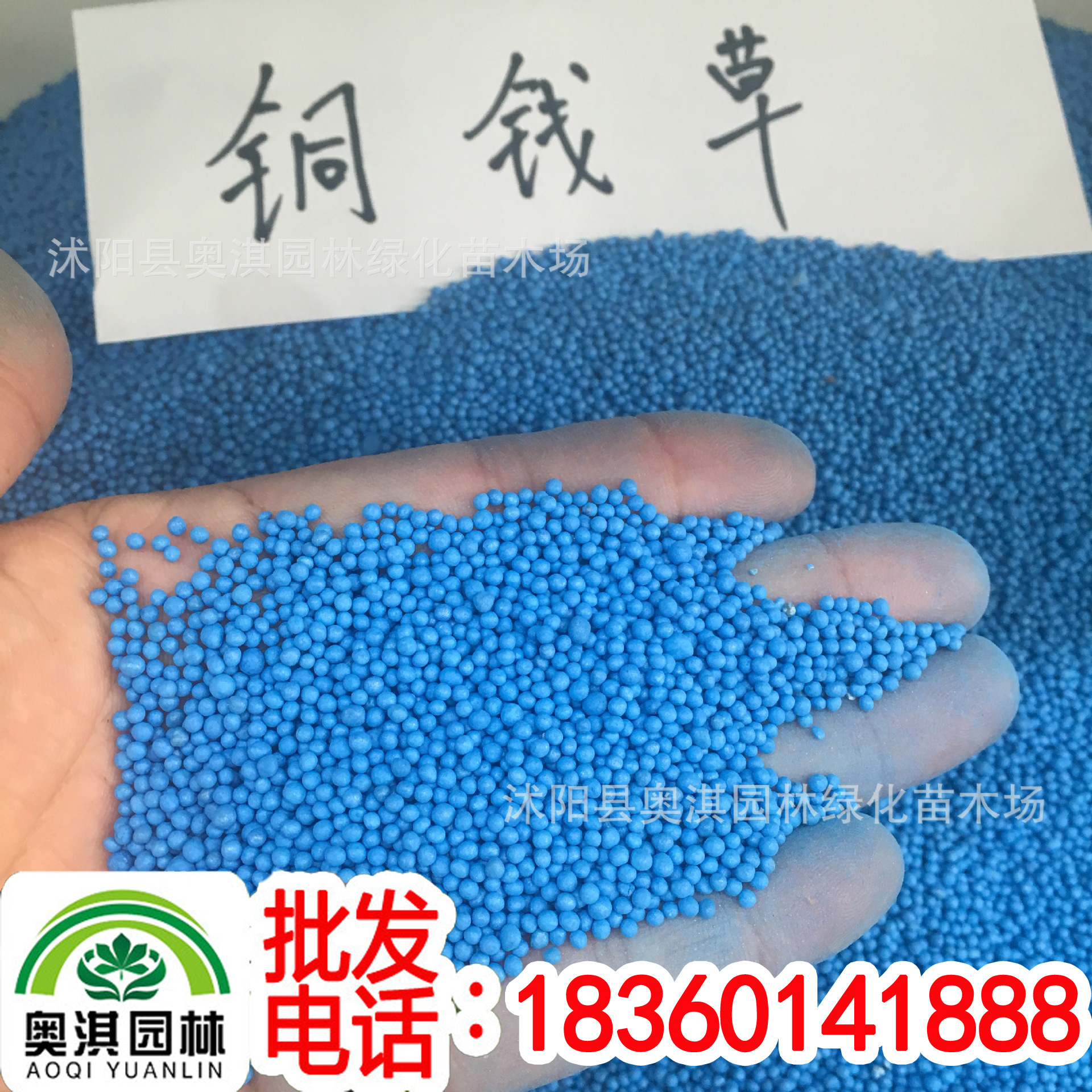 direct deal anion Planting Dedicated seed Radiation protection Potted plant Coins grass seed Pocket money herb