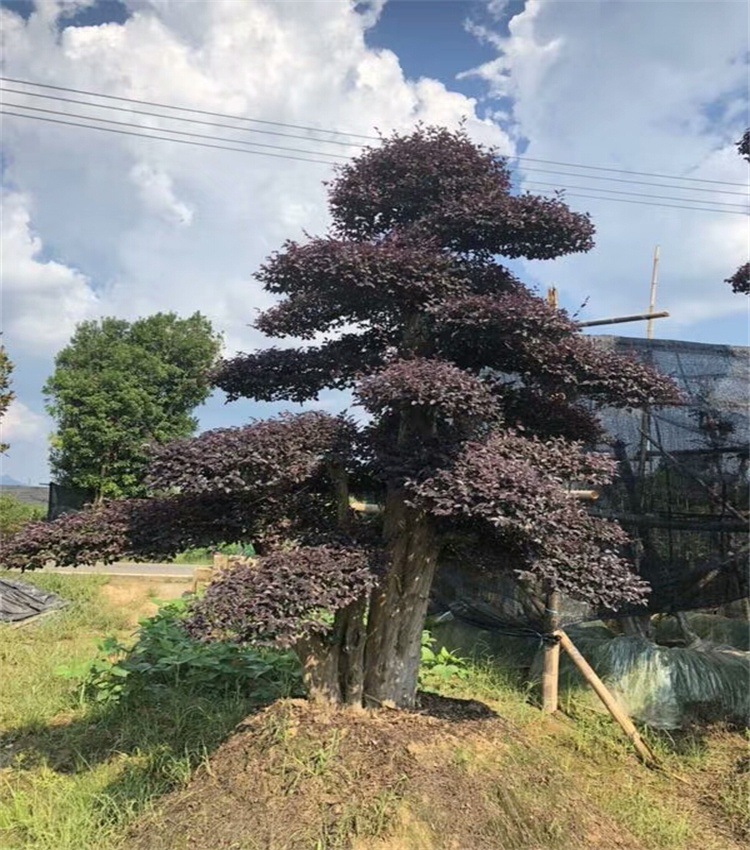 mmexport1535668821305