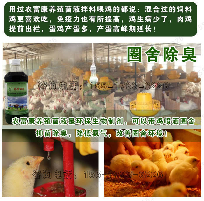 禽用益生菌养鸡