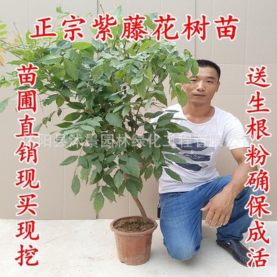紫藤萝爬藤植物阳台庭院围墙四季盆栽绿植攀援紫藤花苗紫藤树苗|ms