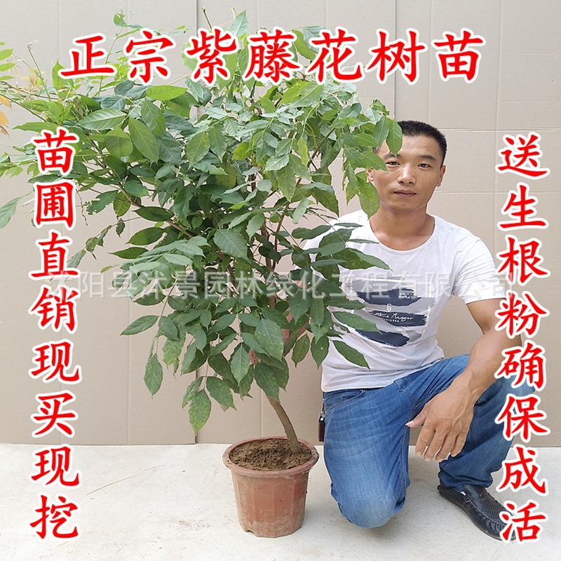 紫藤萝爬藤植物阳台庭院围墙四季盆栽绿植攀援紫藤花苗紫藤树苗|ms