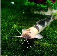 ��ţ�~ �T�~ С���~ С����ʿ�T�~ �Ꭷ�~ �^�p�~