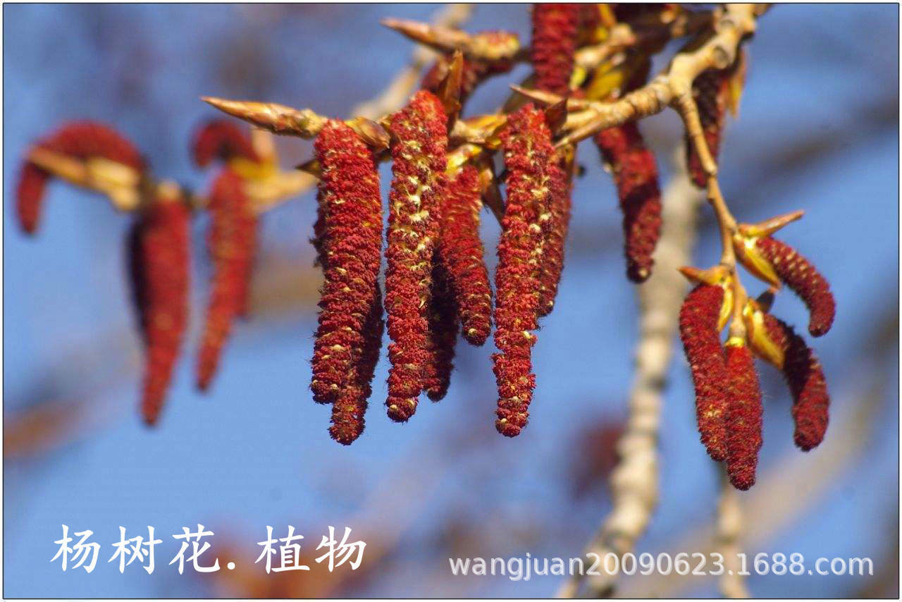 杨花的图片大全大图,花图片,花飞舞图片_大山谷图库