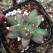 ǧ֮Ɇ^ֲǵＧ냺ָ{ɏ4-6cm