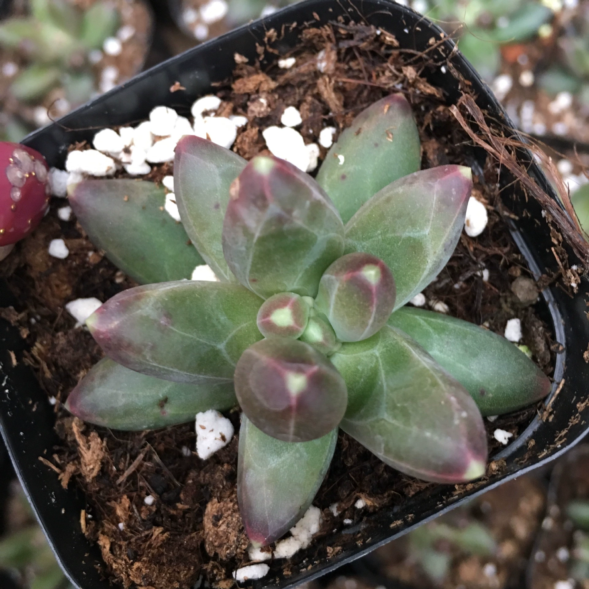 Чиода сосна с одной головкой суккулент не рисовое поле Дзи детский Палец Ланделян 4-6 см