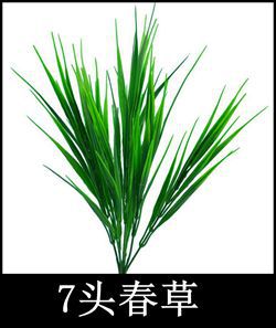 7头春草.jpg