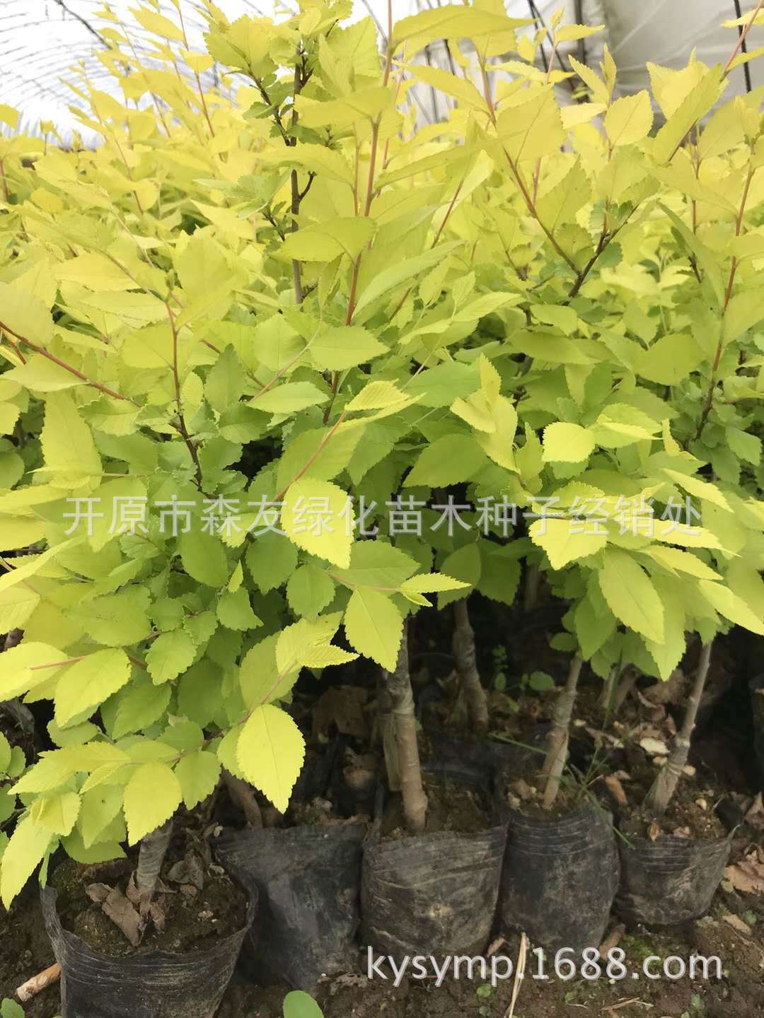 金叶榆杯苗1.jpg