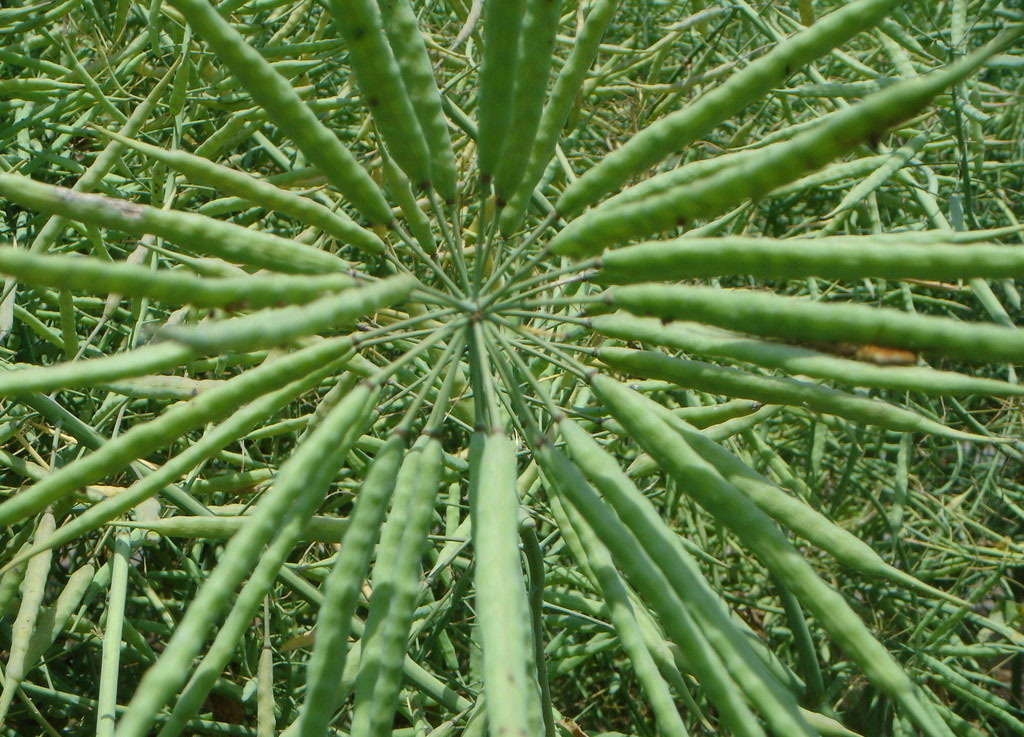 冬油菜种植技术初探