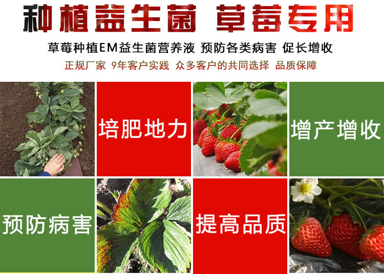 种植草莓专用益生菌