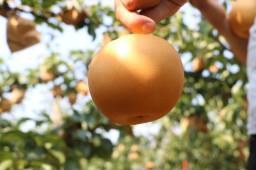 【微商复购爆款】非10斤   梨子秋月梨当季新鲜采摘 山东特产|ms