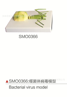 SMO0366噬菌体病毒模型