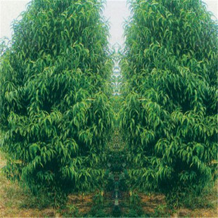 ���̎��3�����������҃r�� ���Ҙ�Ʒ�|����