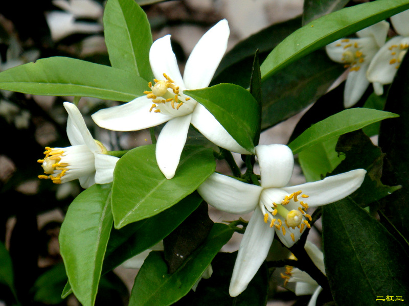 供应橙花油 植物精油 香料油 化妆品原料 宁心安神-阿里巴巴
