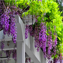 紫藤花庭院别墅美化多花紫藤 基地直供攀援花卉爬藤植物地栽