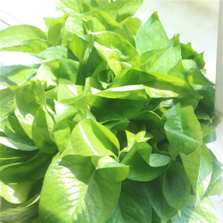 180 # 360 plantas de maceta de orquídeas verdes flores de orquídeas colgantes de flores de planta verde de interior absorción de formaldehído aire purificado gran rosa verde