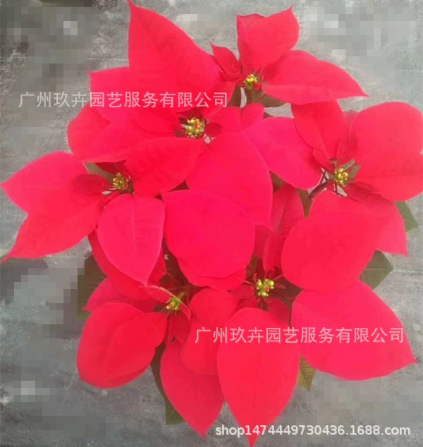 Рождественский Цветок Поинсеттиа Комнатное Растение В Горшке Листва Завод Красный Рождественский Цветок