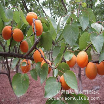 杏子树红杏树苗嫁接杏树苗杏仁杏子当年结果南方北方种植果树