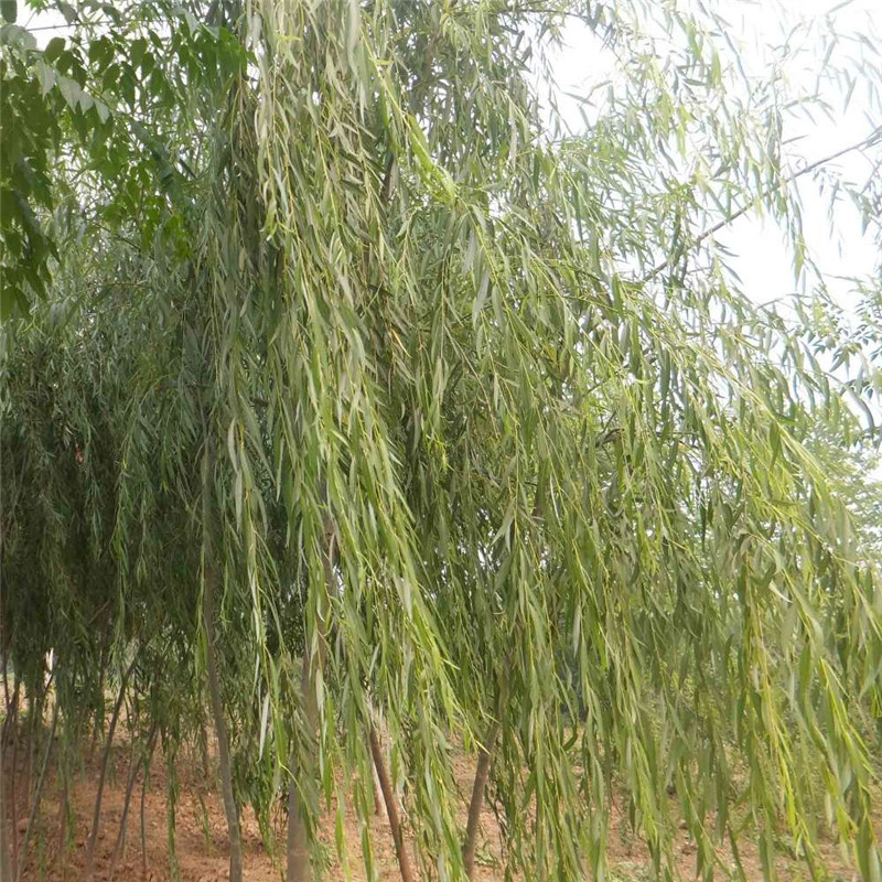 efe8e9229ab3427bae22fd30fad282