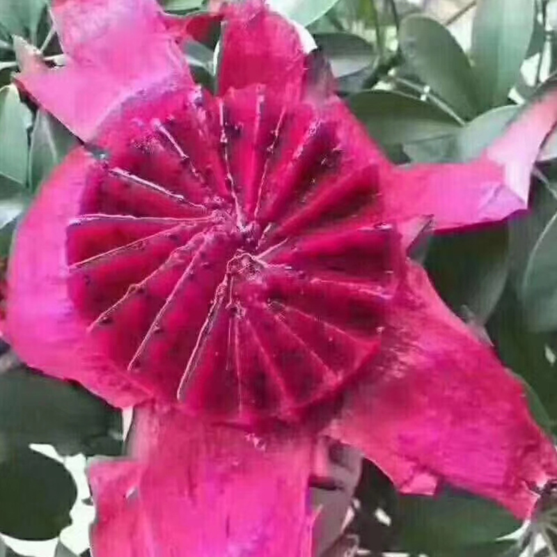 【特价批发越南红心火龙果5斤装】新鲜水果营养丰富 非金都一号