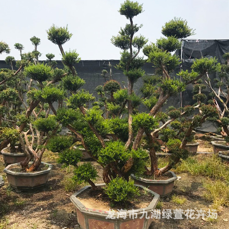 ���׮ ��ͼ