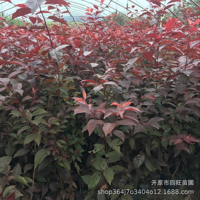 原产地直销丛生绿篱紫叶李 密枝红叶李扦插小苗价格合理|ms
