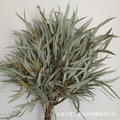 小米果叶仿真小米叶干花桉树叶柳叶尤加利叶干花家居办公装饰花材|ru