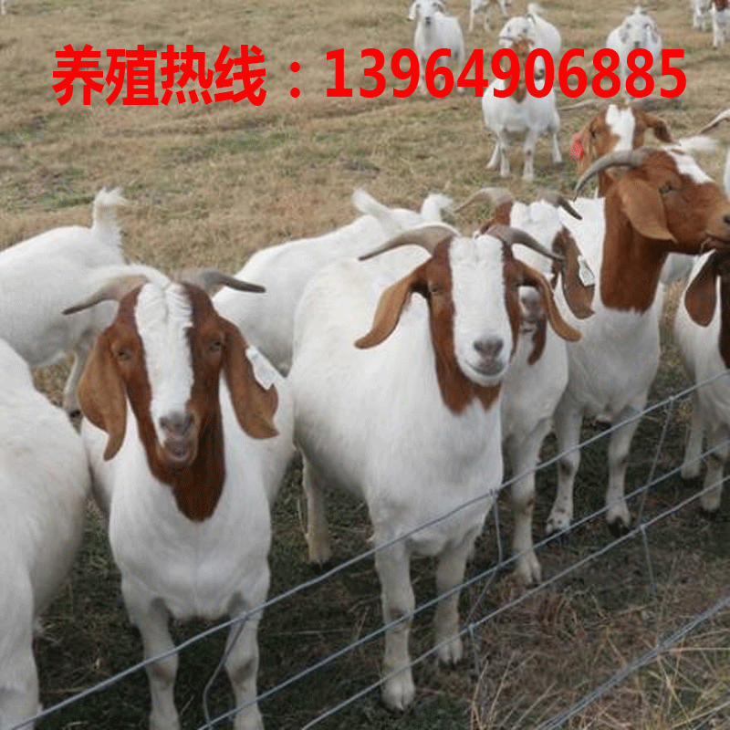 Cheap-Price-Live-Boer-Goats.gi