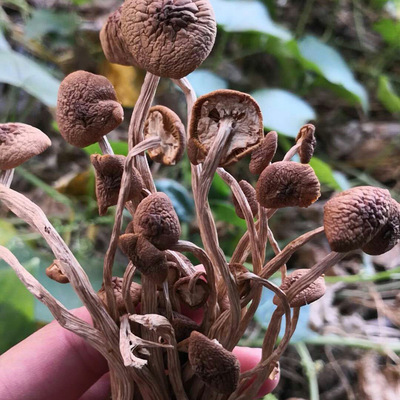 新货茶树菇包邮 250g不开伞茶树菇批发  农家茶树菇种植新菇精挑|ms