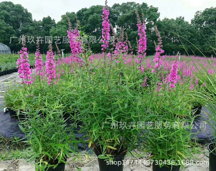Плотные цветы Lythrum japonicum просмотр цветов растения Цветочный покров рассада Парк двор цветочная клумба цветочное Зеркало Просмотр цветов зеленое растение