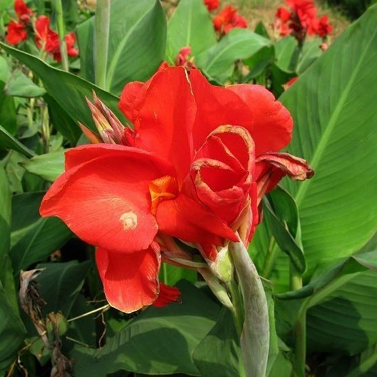 Цветок канны, многолетнее растение, зеленое растение в горшке, сад, двор, балкон, болото, цветущее зеленое растение, канна круглый год