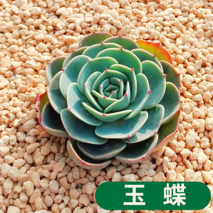 ��� �ַQʯɏ�� ��ʯ�� ���ԾGֲ�����軨�M��