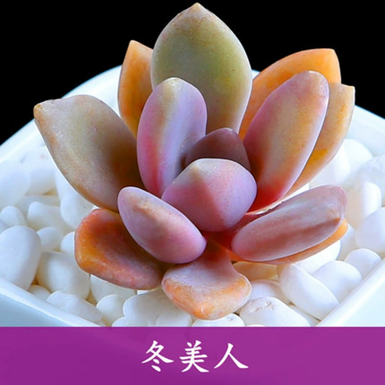 Мясистое растение зимняя красота также называется Восточной красотой Горшечное растение зеленое растение цветок горшечный цветок Комбинация мясистая