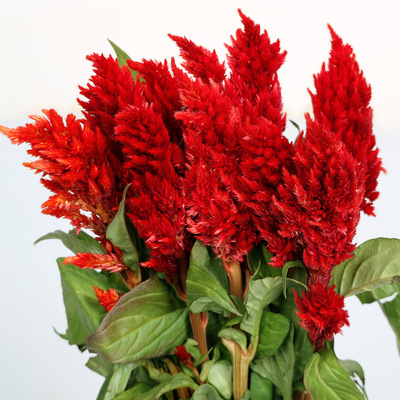 Yunnan flower wholesale Kunming flower Base Fresh Cut Flowers Long Pteris Flower material wholesale
