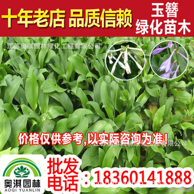 Wholesale Hosta Hosta leaf White hosta Mosaic Hosta Jade spring stick Crane flower fragrant plantain lily