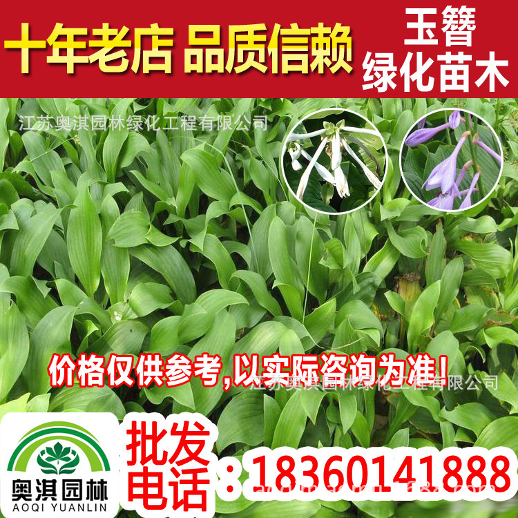 Wholesale Hosta Hosta leaf White hosta Mosaic Hosta Jade spring stick Crane flower fragrant plantain lily