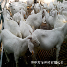 廠家養殖美國白山羊價格 低價出售成年屠宰肉羊 按斤出售量大價優