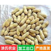 批發花生果、手選花生果、食品專用花生果産地直發量大優惠批發