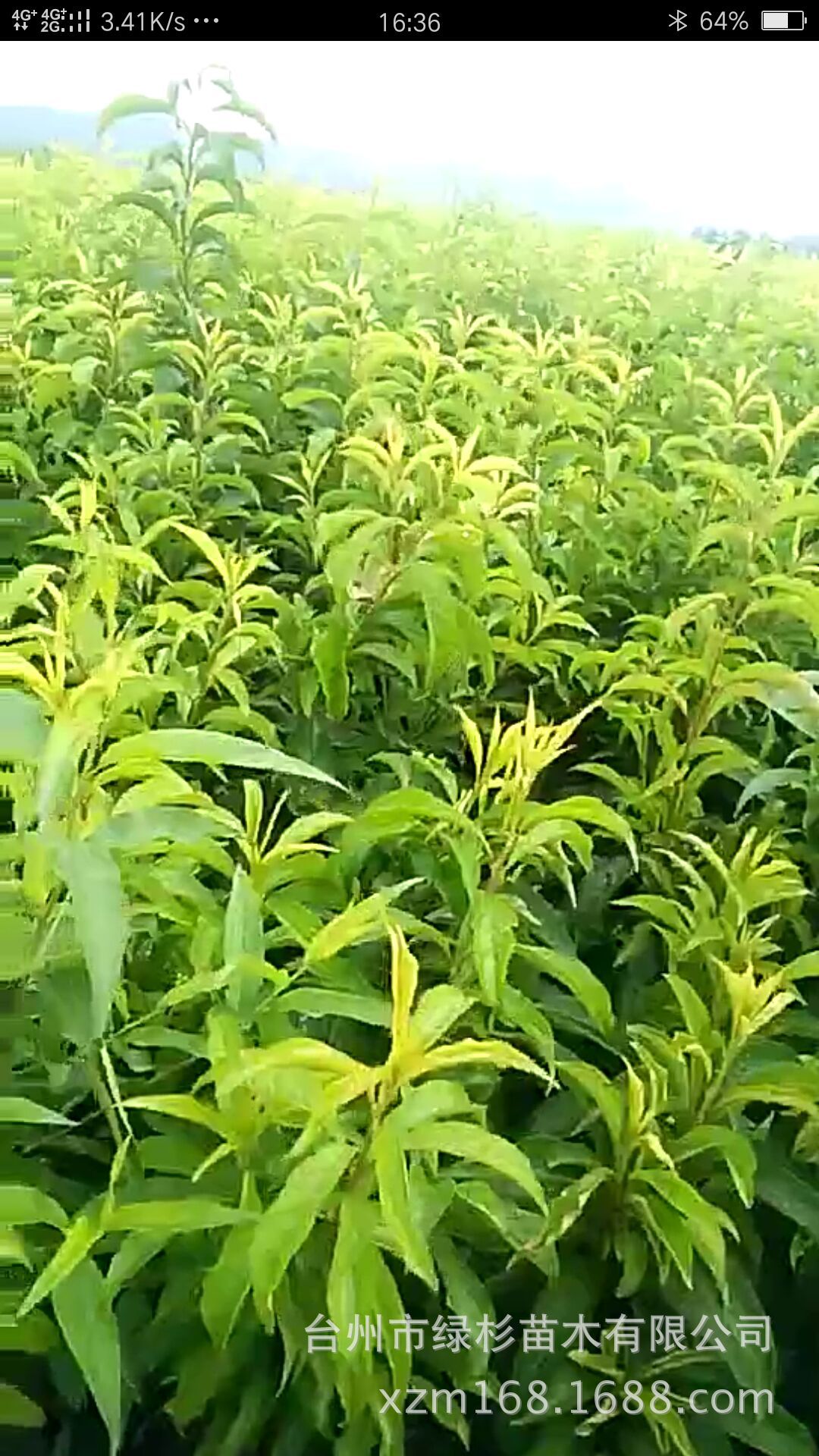 QQ图片桃4