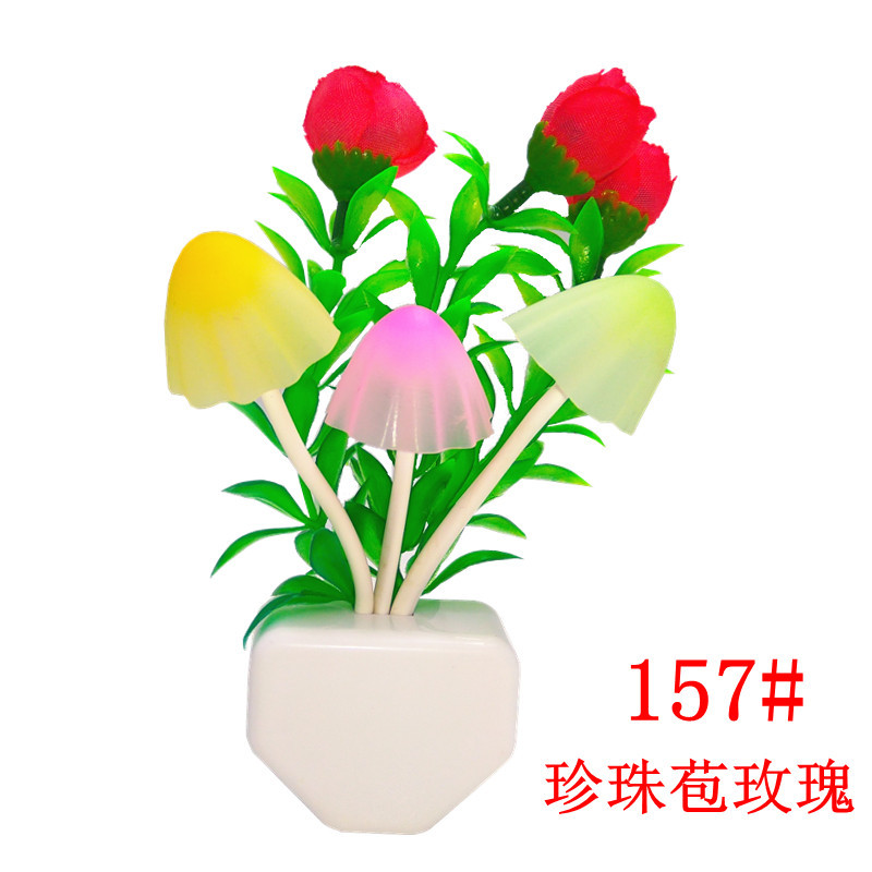 157珍珠苞玫瑰 首页图