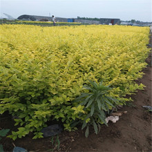 ɽ�|���~Ůؑ�r��      ���K���~Ůؑ�G�h      �ӱ����~Ůؑ����