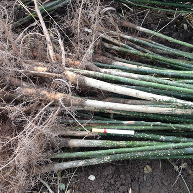 wKgGMFgcO8eAPZr6AAgw6LrkyU8048