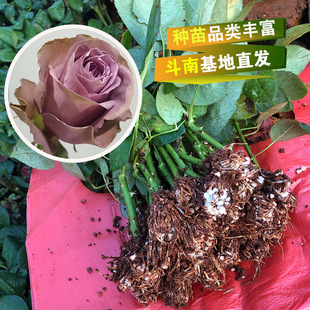 Yunnan Kunming Fresh Cut Flowerlings Seartings Dorota Rose Seartings теперь роза маленький памятник Miao Rose Rosa Ohlosale