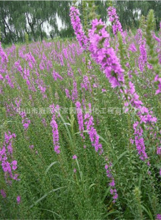 ����ֱ�N ˮ�[ �J�� ˯ɏ ��� ���˽� ���Nˮ��ֲ�� �G����r