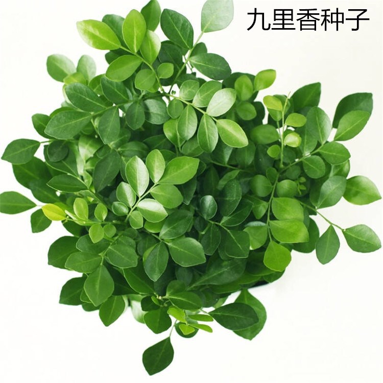 散装千里香种子 九树香 万里香 千只眼 石辣椒九秋香籽种批发